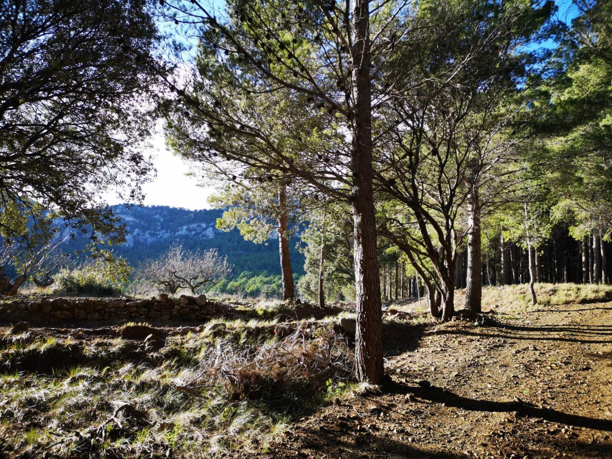 L'Antic Forn De Pauels Villa Екстериор снимка